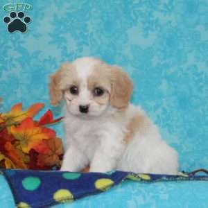 Raisin, Cavachon Puppy